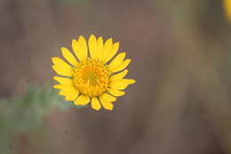 Image of Grindelia inuloides Willd.