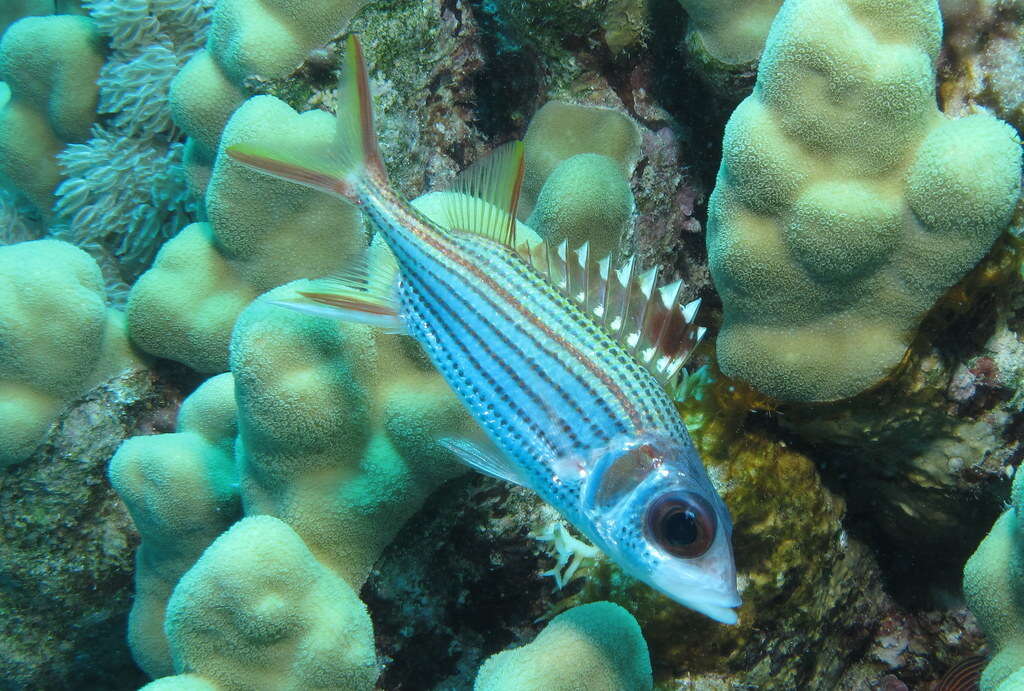 Image of Armed Squirrel-fish