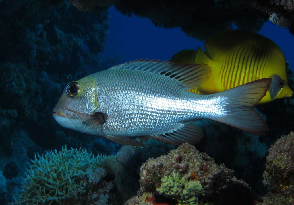 Image of Big eye bream