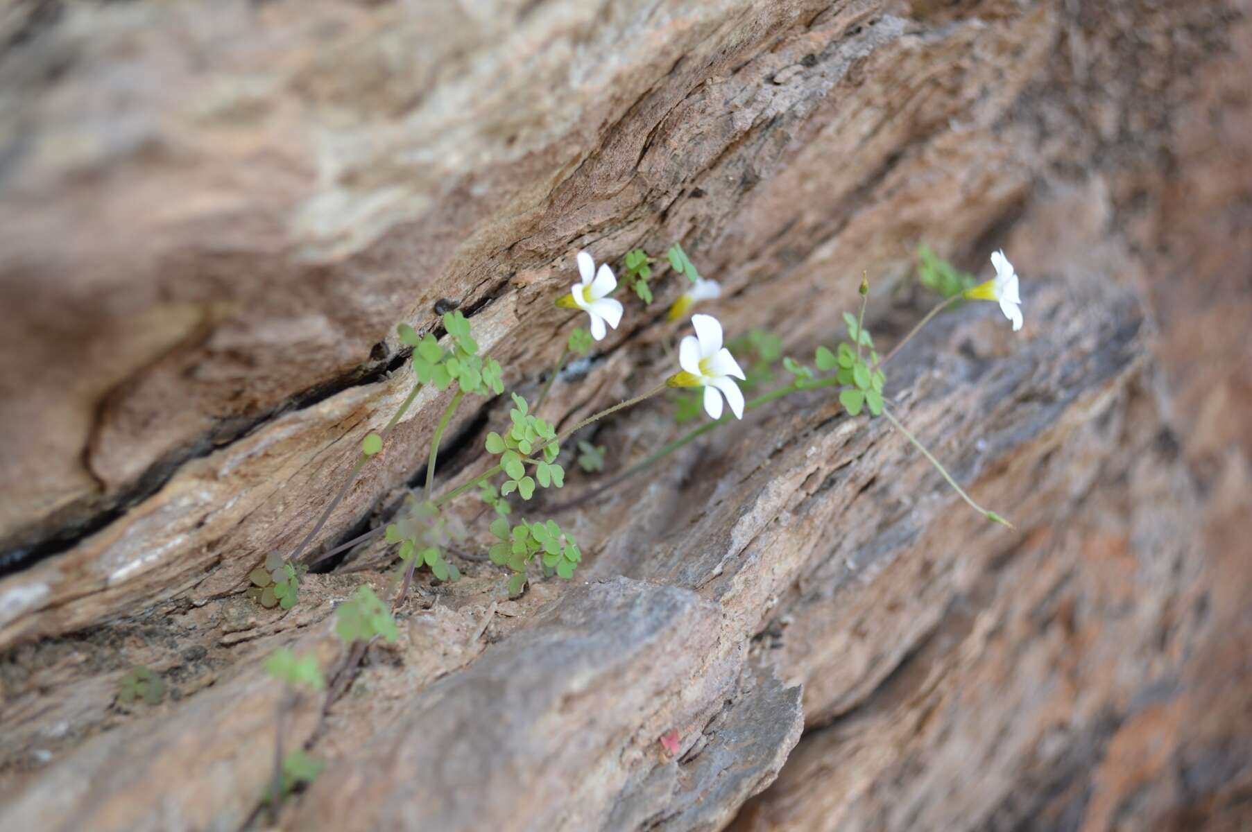 Sivun Oxalis campylorhiza Salter kuva