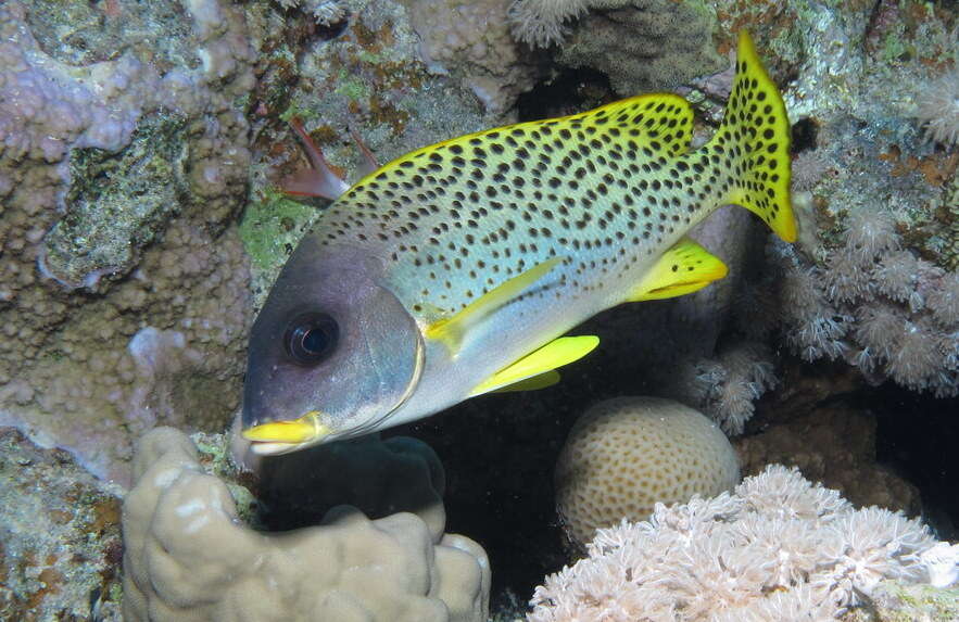 Image of Black-spotted grunt