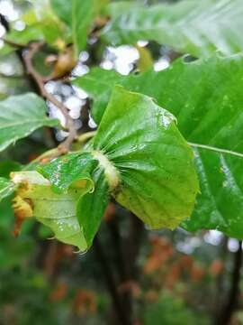 Image of Asian chestnut gall wasp