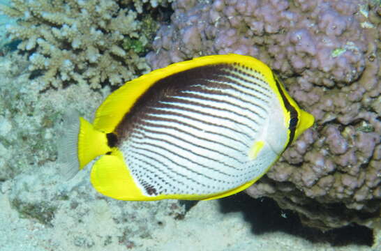 Image of Black-back Butterflyfish