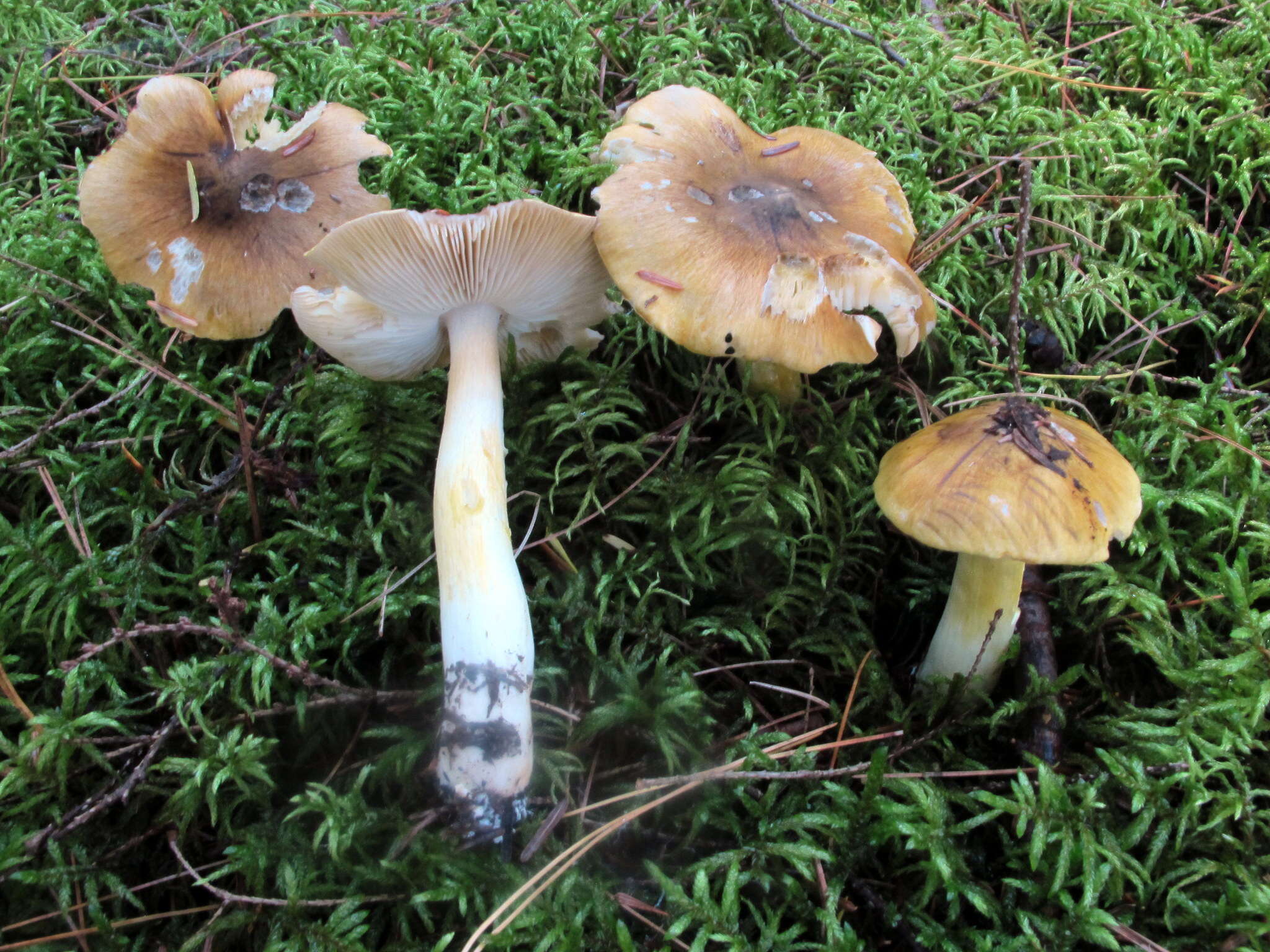 Image of Tricholoma subluteum Peck 1904