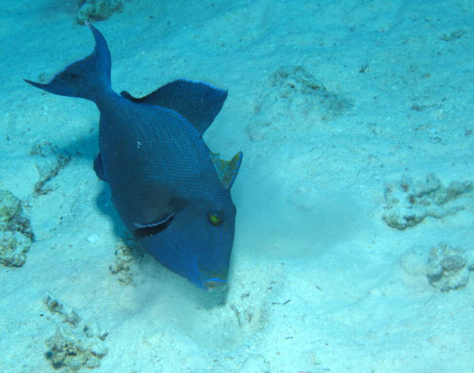 Image of Bluestriped triggerfish
