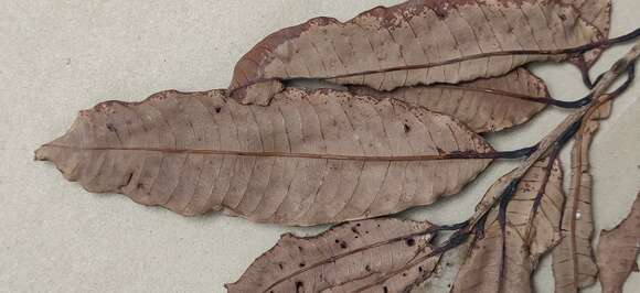 Image of Nothopegia castaneifolia (Roth) Ding Hou