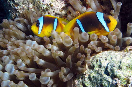 Image of Clownfish