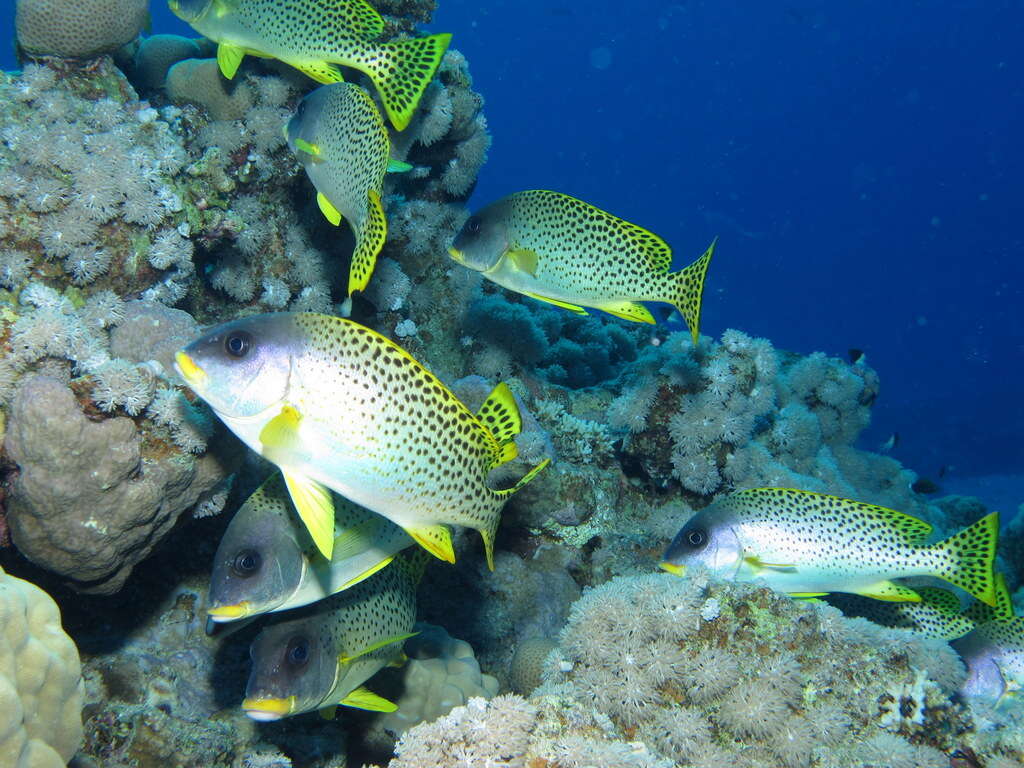 Image of Black-spotted grunt