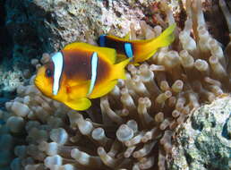 Image of Clownfish