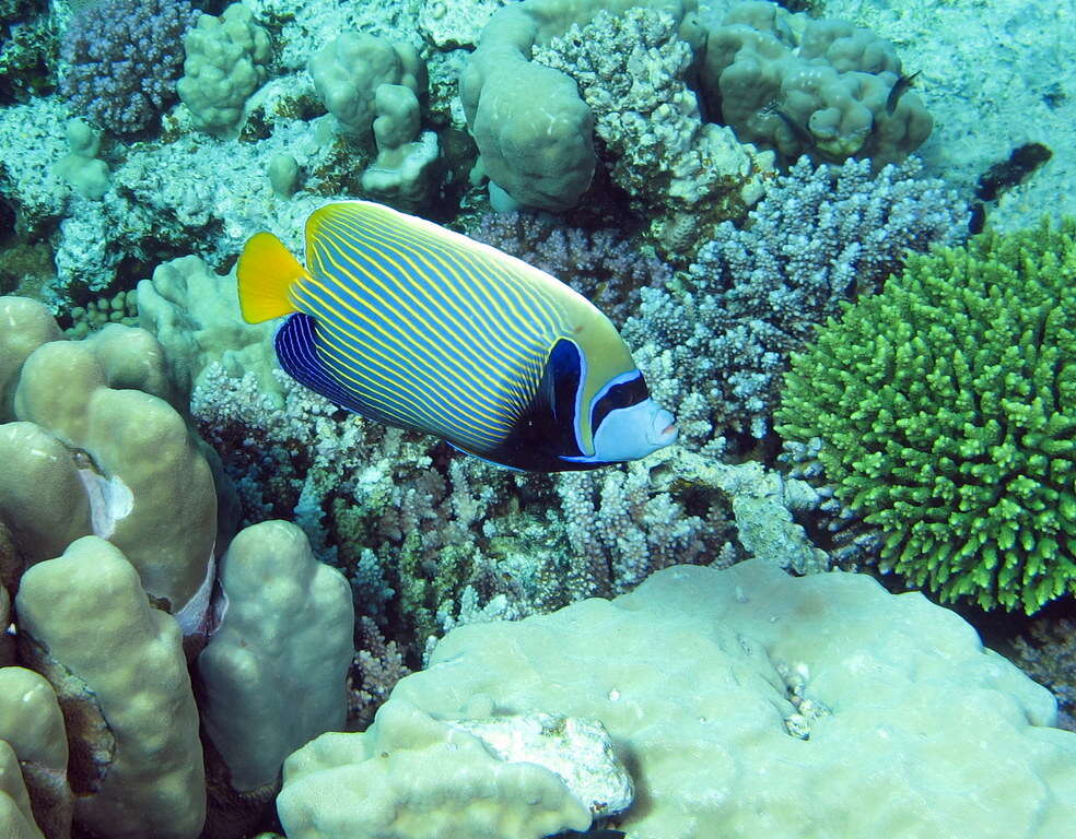 Image of Angelfish