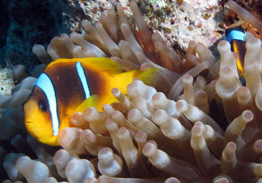 Image of Clownfish