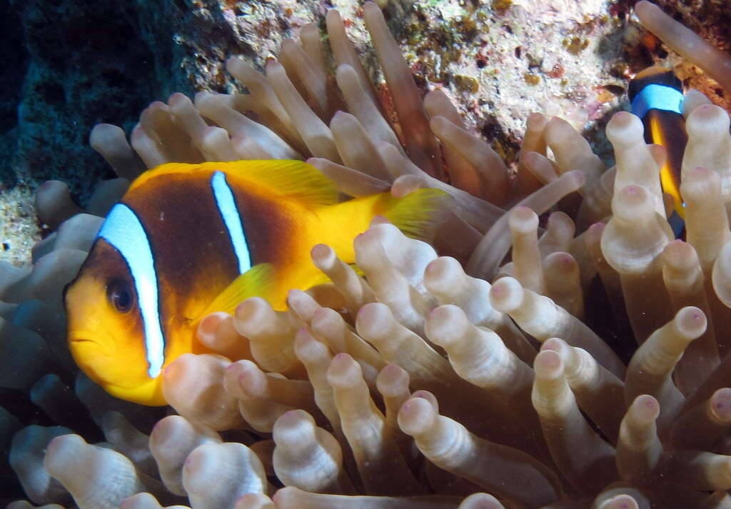 Image of Clownfish