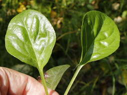 Image of liverleaf wintergreen