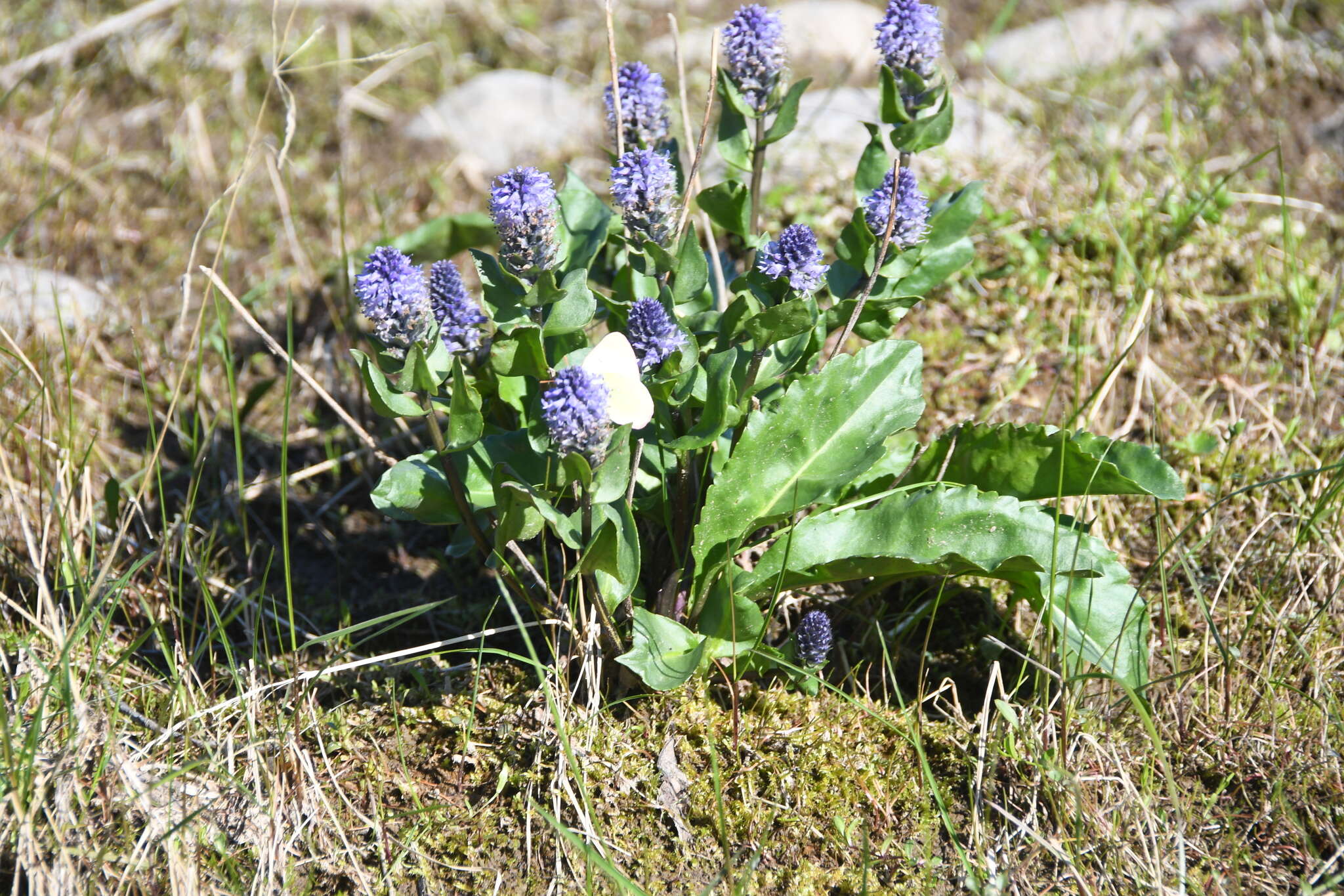 Слика од Lagotis minor (Willd.) Standley