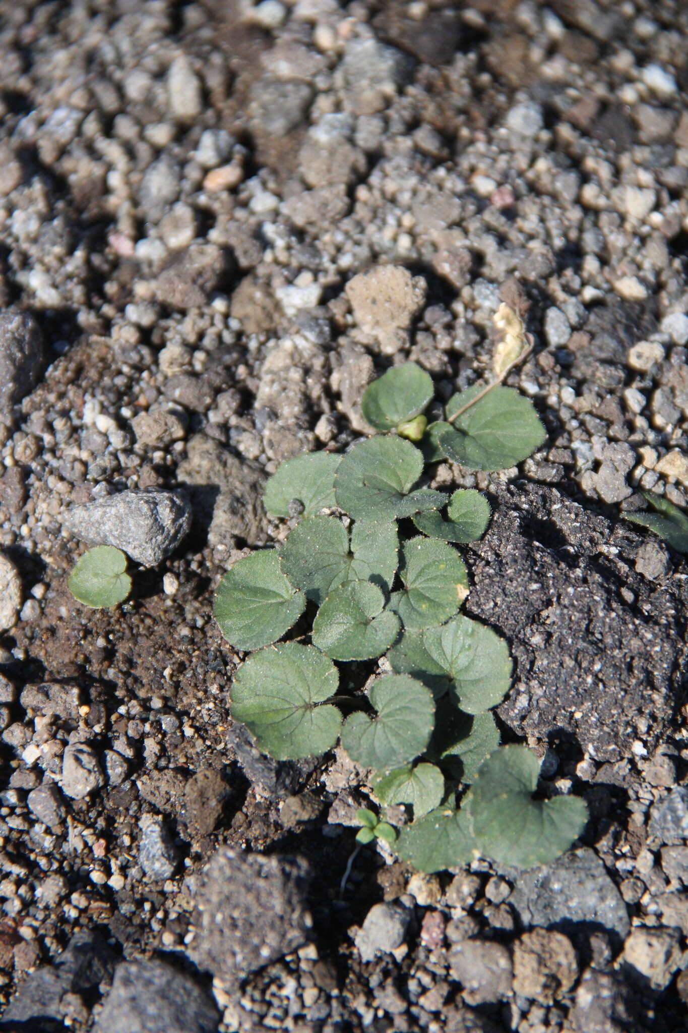 Image of Viola crassa (Makino) Makino