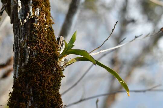 Imagem de Polystachya foliosa (Hook.) Rchb. fil.