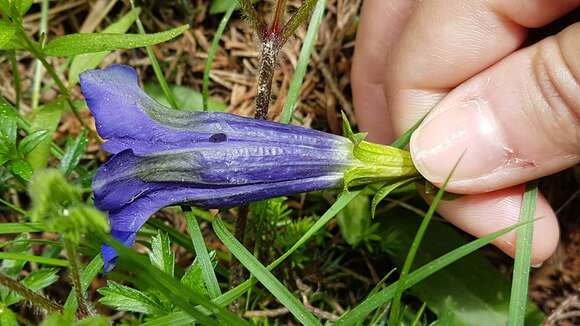 Image of Stemless Gentian