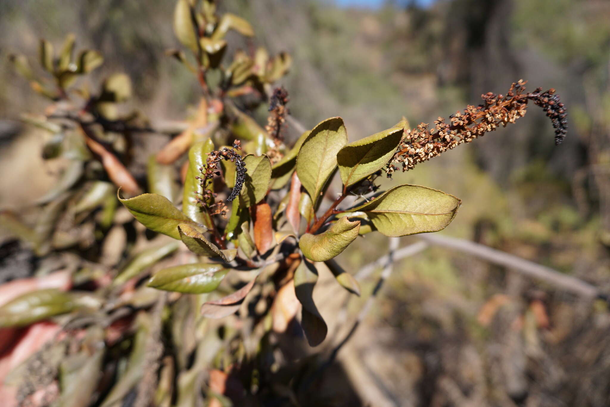 Image of Escallonia pulverulenta (Ruiz & Pav.) Pers.