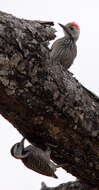 灰啄木鸟属的圖片