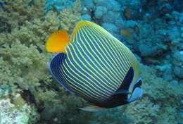 Image of Angelfish