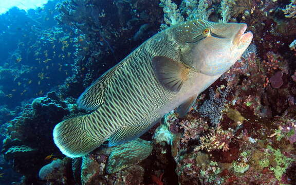 Image of Giant Wrasse