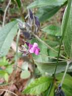 Imagem de Galactia grewiifolia (Benth.) Taub.