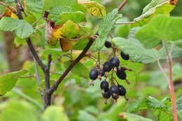 صورة Ribes sanguineum var. glutinosum (Benth.) Loud.