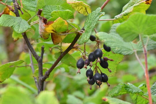 صورة Ribes sanguineum var. glutinosum (Benth.) Loud.