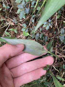 Image of bamboo-leaf