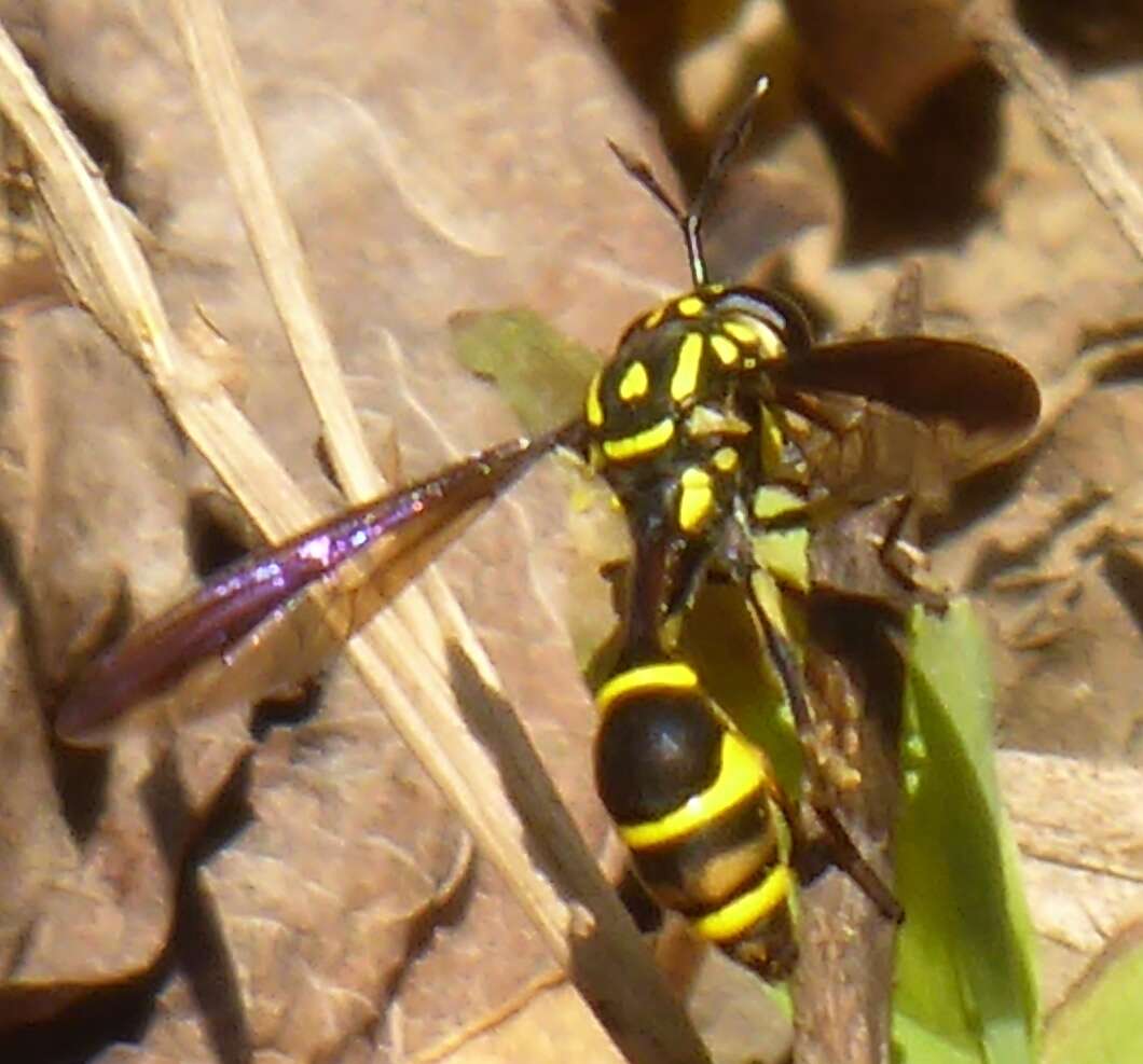 Image of Monoceromyia trinotata (Meijere 1904)