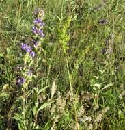 Imagem de Campanula glomerata subsp. farinosa (Rochel ex Besser) Kirschl.