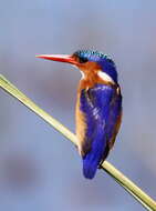 Image of Alcedo cristata