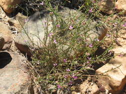 Image de Polygala brachyphylla Chod.