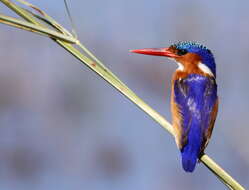 Image of Alcedo cristata