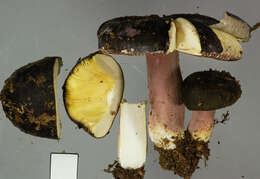 Image of Russula tawai McNabb 1973