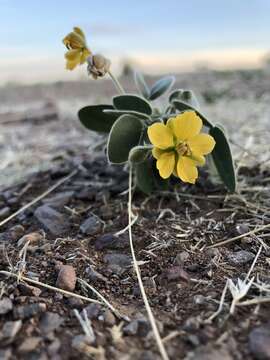 Image of twinleaf senna