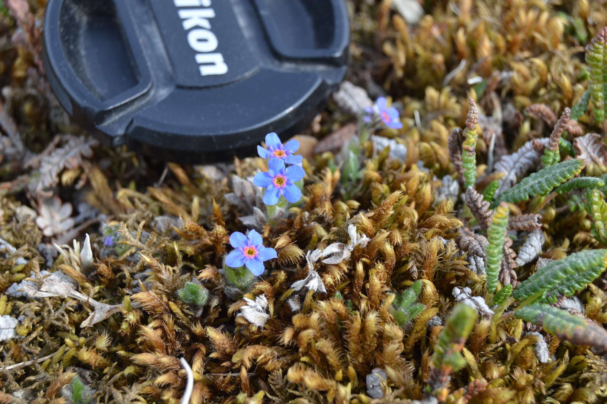 صورة Eritrichium nanum var. aretioides (Cham.) Herder