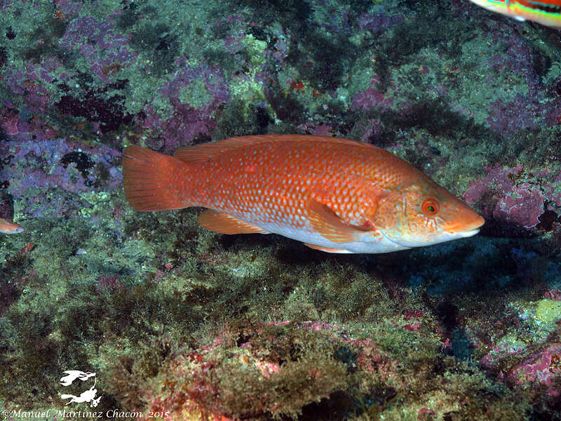 Image of Ballan Wrasse