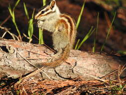 Image of Durango Chipmunk