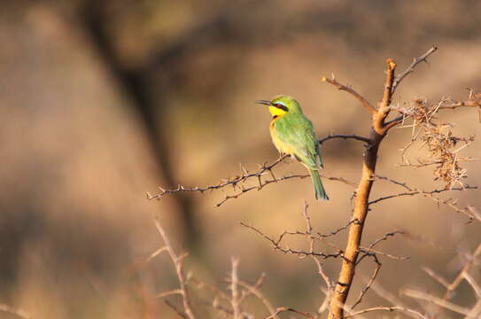 Image of Little Bee-eater