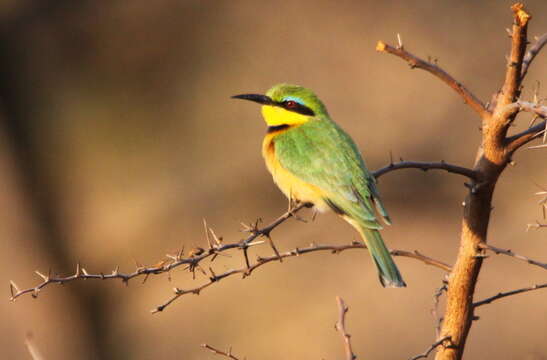 Image of Little Bee-eater