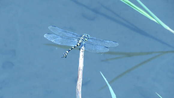 صورة Ictinogomphus rapax (Rambur 1842)