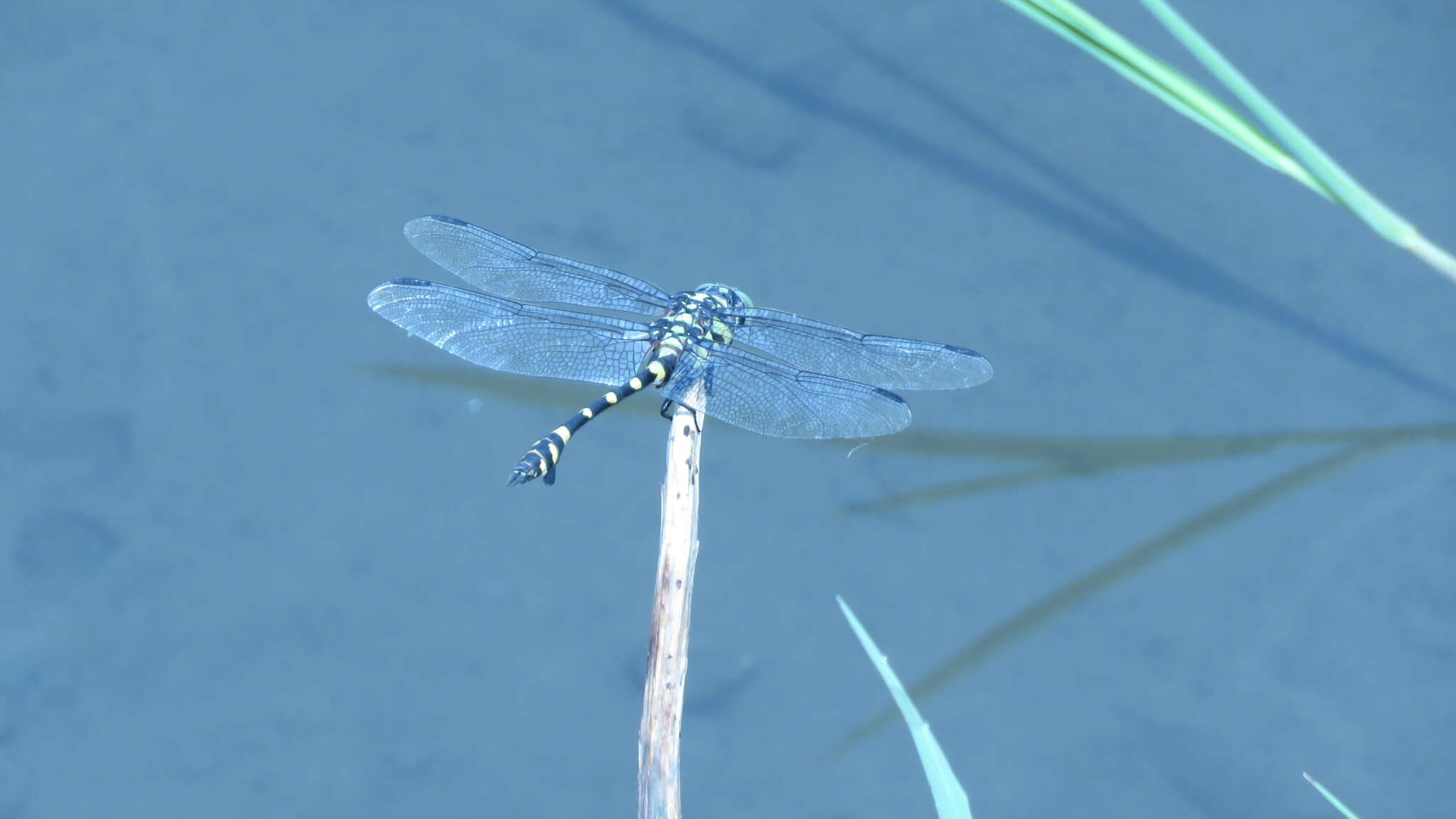 صورة Ictinogomphus rapax (Rambur 1842)