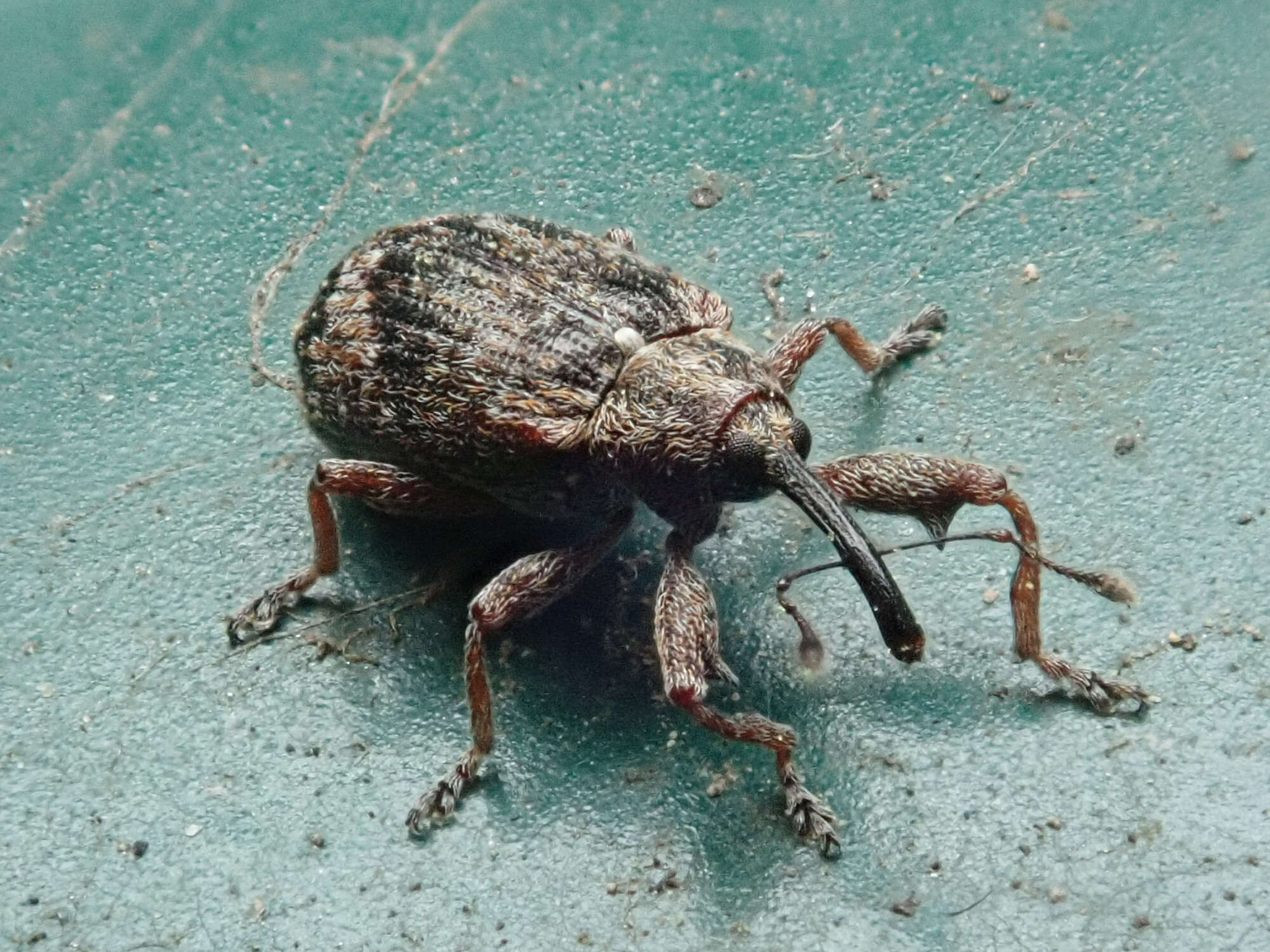 Image of Weevil