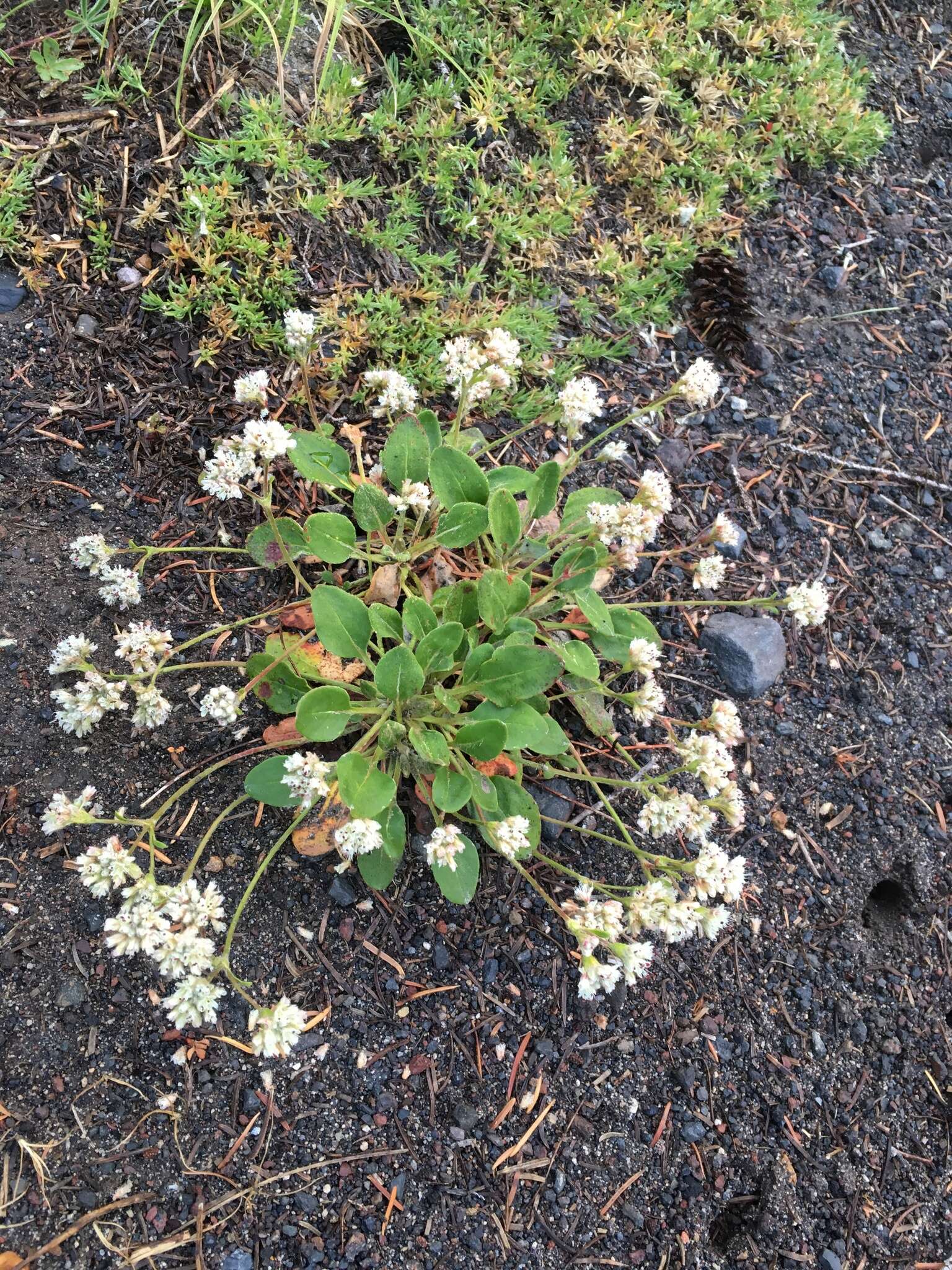 Image of Shasta buckwheat