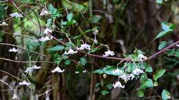 Image of bellflower clematis