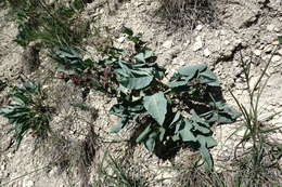 Image of Cynoglossum tetraspis (Pall.) W. Greuter & Burdet