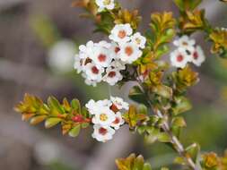 Image de Thryptomene calycina (Lindley) Stapf