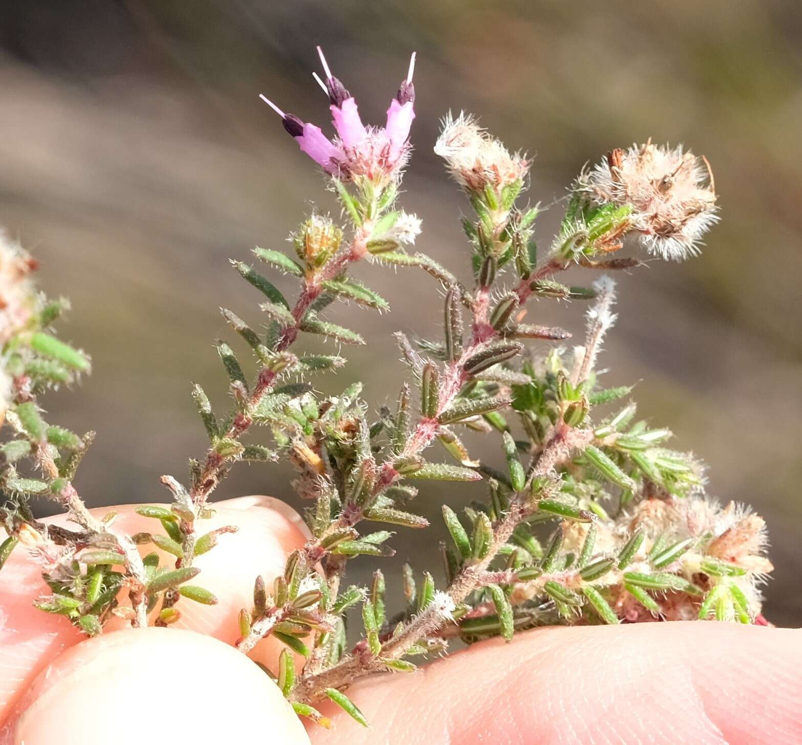 Plancia ëd Erica eriocephala Lam.