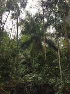 Image of Ecuadorian Ivory Palm